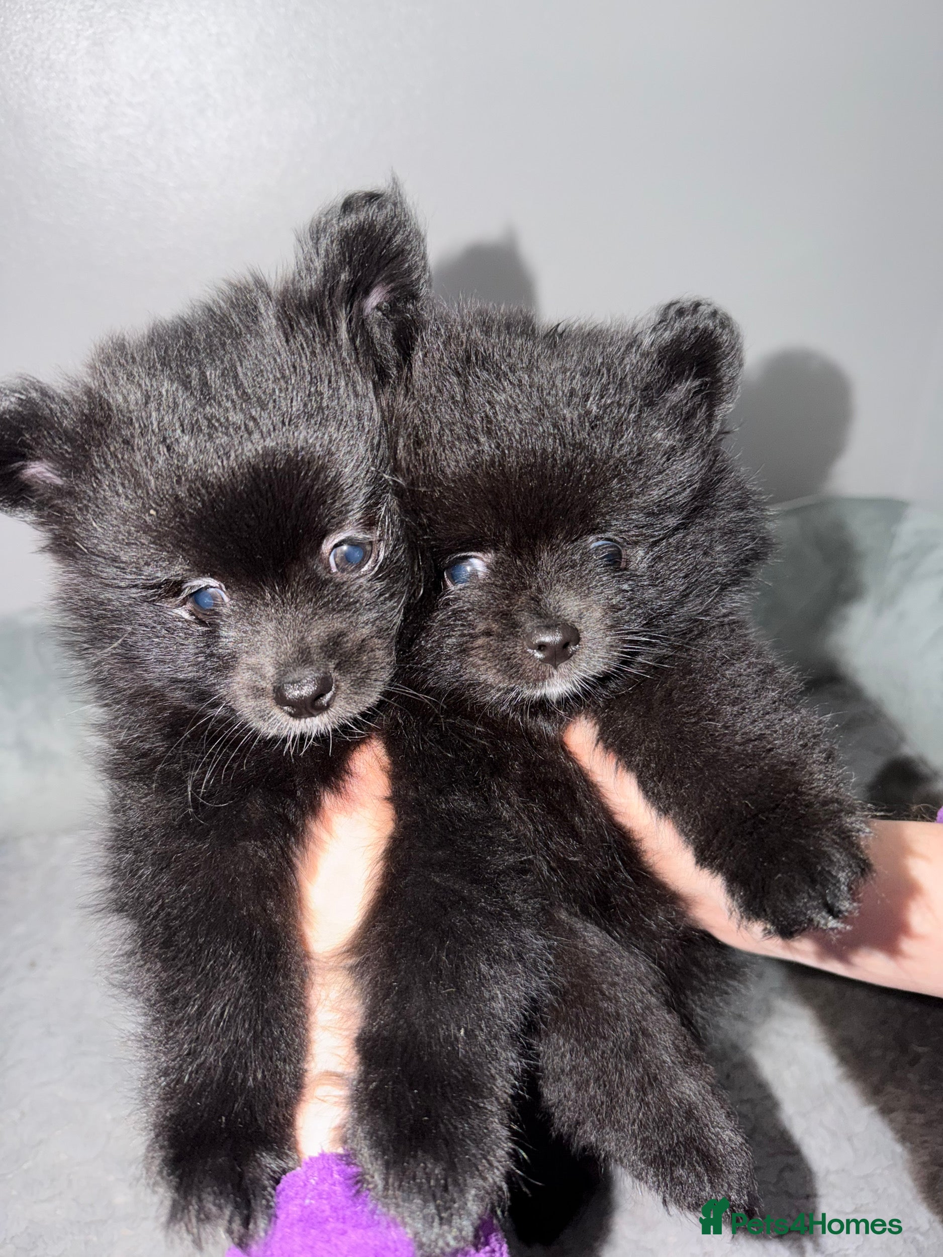 Pomeranian dogs 2 Black Male Pomeranian Puppy’s  - Advert 1