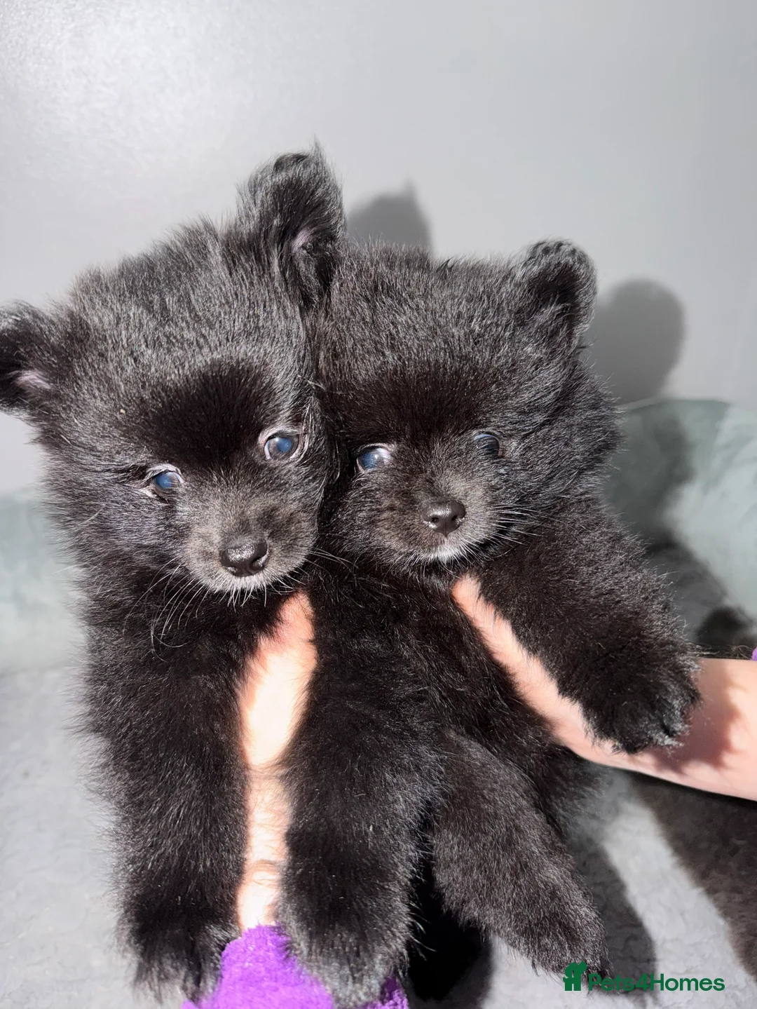 Pomeranian dogs for sale: 2 Black Male Pomeranian Puppy’s  - Advert 1