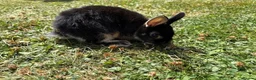 Netherland Dwarf rabbits for sale: Three cute baby bunnies for sale - Advert 2