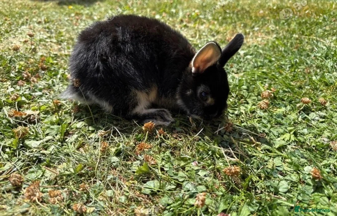 Netherland Dwarf rabbits for sale: Three cute baby bunnies for sale - Advert 2