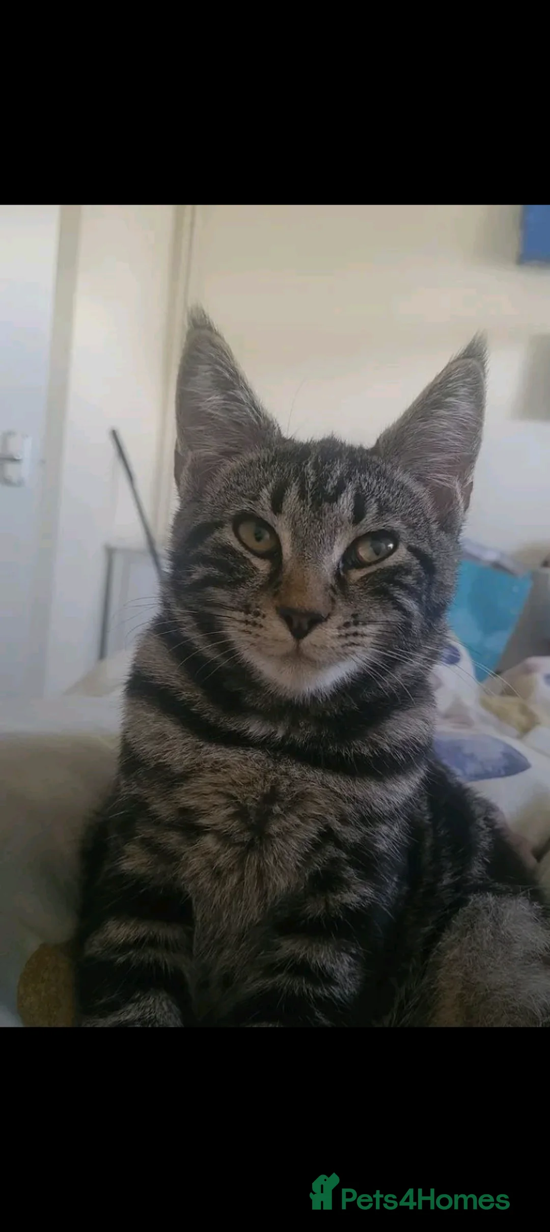 Maine Coon cats for sale: Little Boy in Luton - Advert 3