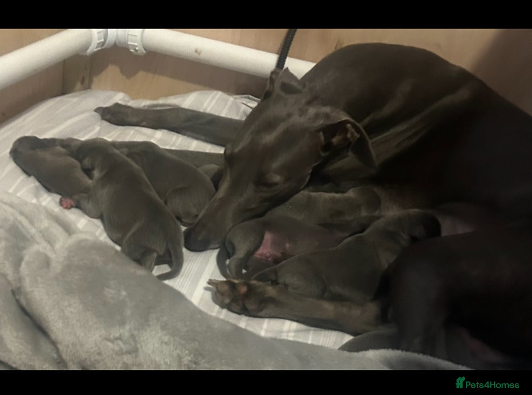 Whippet dogs for sale: Kennel club blue Whippet puppies Champion lines - Advert 1