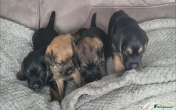 Border Terrier dogs for sale: Border Terrier Pups - Image 2