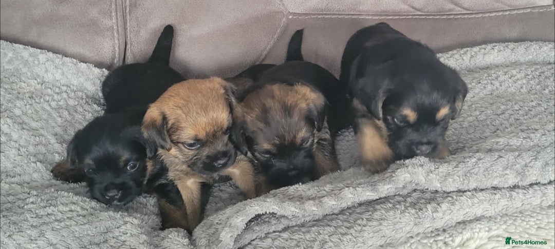Border Terrier dogs for sale: Border Terrier Pups - Image 2