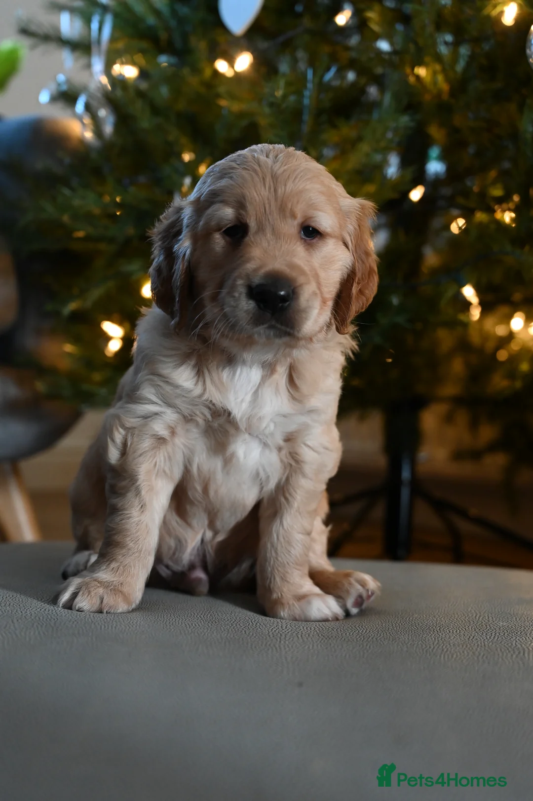 Golden Retriever dogs for sale: Golden Retriever pups for sale - Advert 27