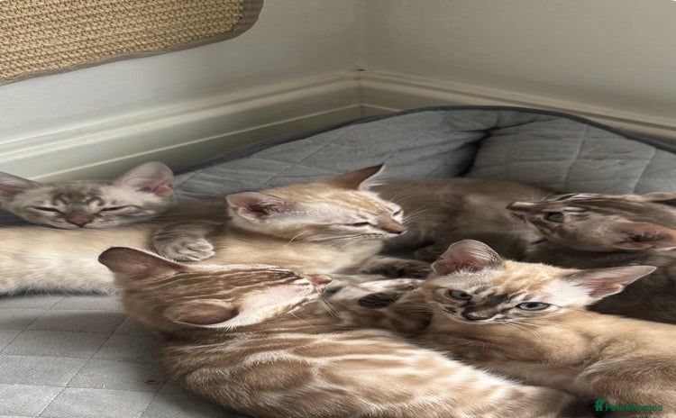 Bengal cats for sale - Advert 1