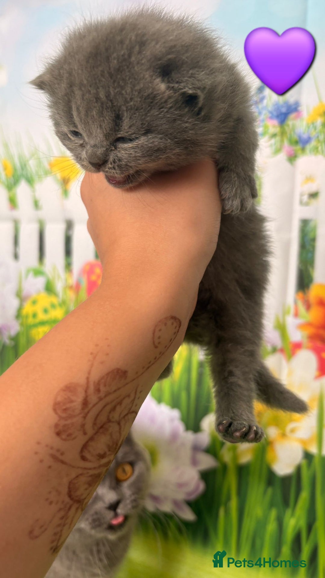 British Shorthair cats for sale: British Shorthair Kittens  - Image 13