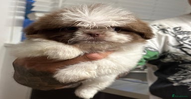 Shih Tzu dogs - Advert 4