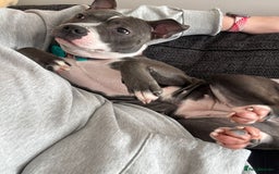 Staffordshire Bull Terrier dogs for sale: 🐶 KC Reg Staffordshire Bull Terrier Puppies 🐶 - Image 14