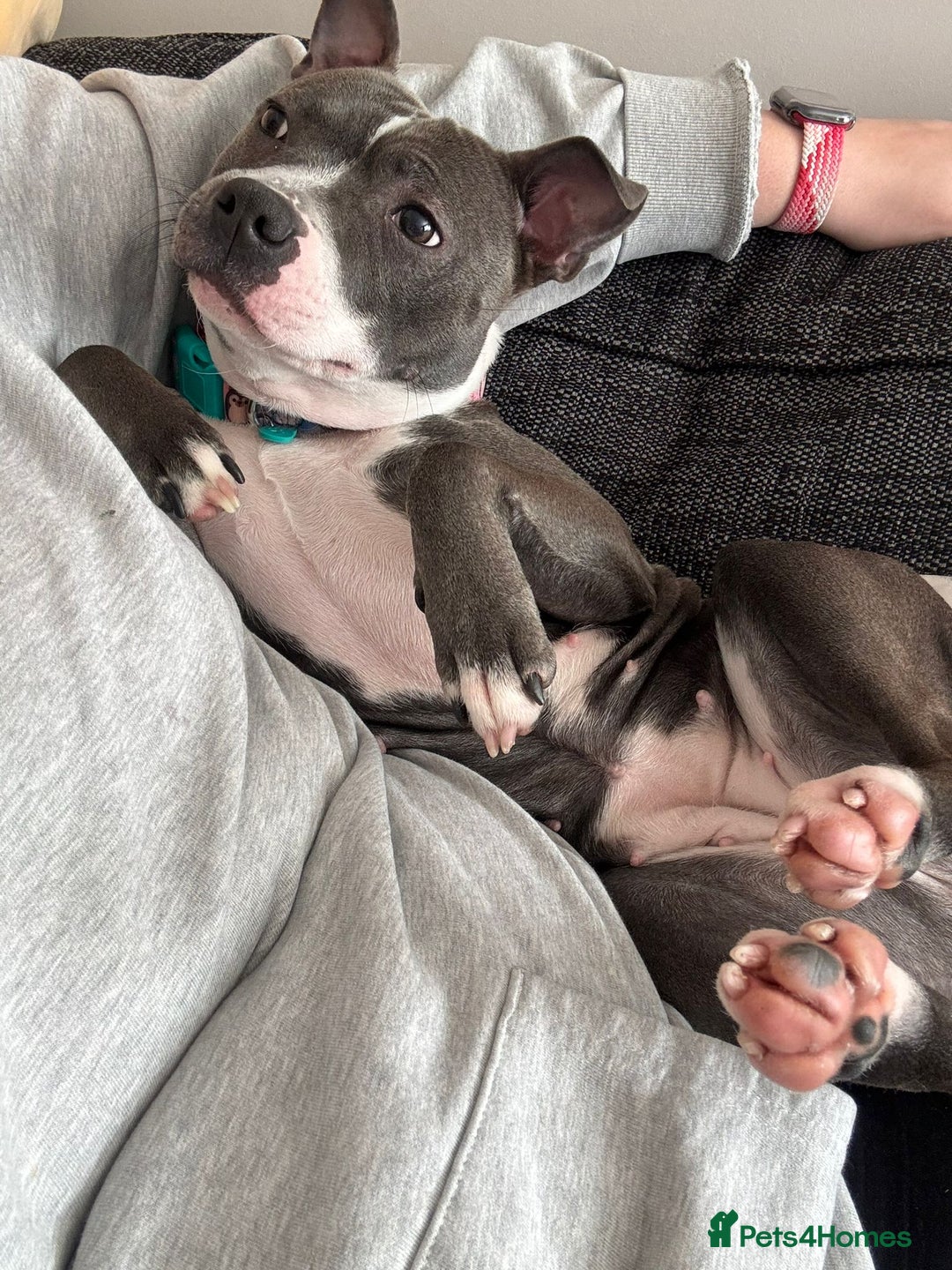 Staffordshire Bull Terrier dogs for sale: 🐶 KC Reg Staffordshire Bull Terrier Puppies 🐶 - Image 14