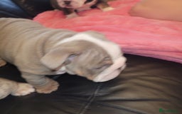 English Bulldog dogs for sale: English Bulldog puppies  - Image 16