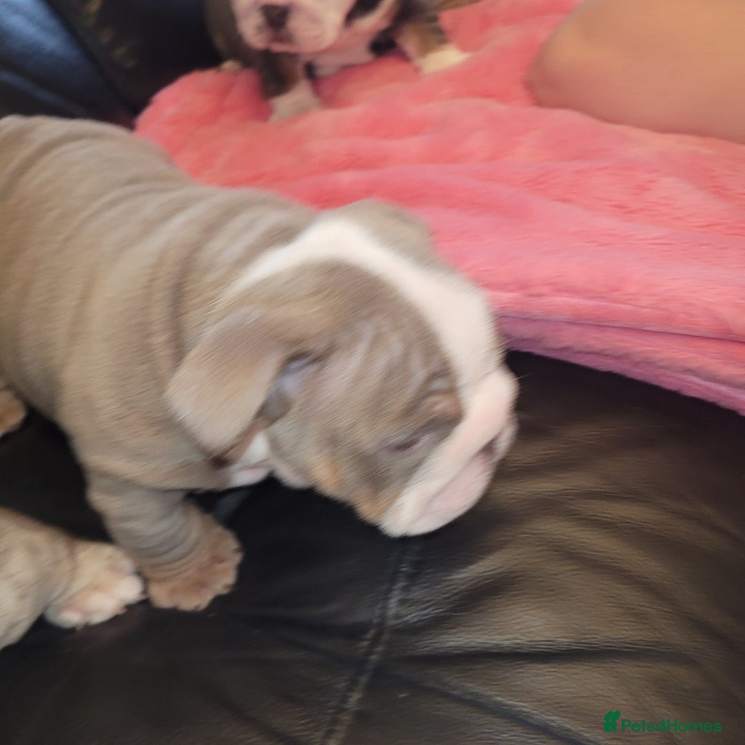 English Bulldog dogs for sale: English Bulldog puppies  - Image 16