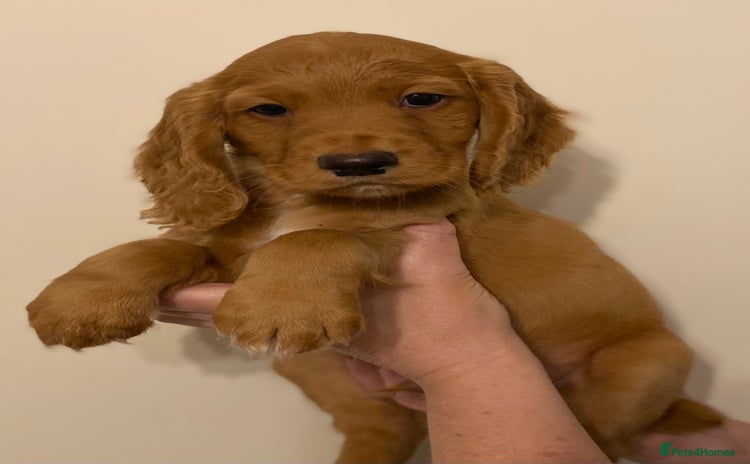 Cocker Spaniel dogs - Advert 7