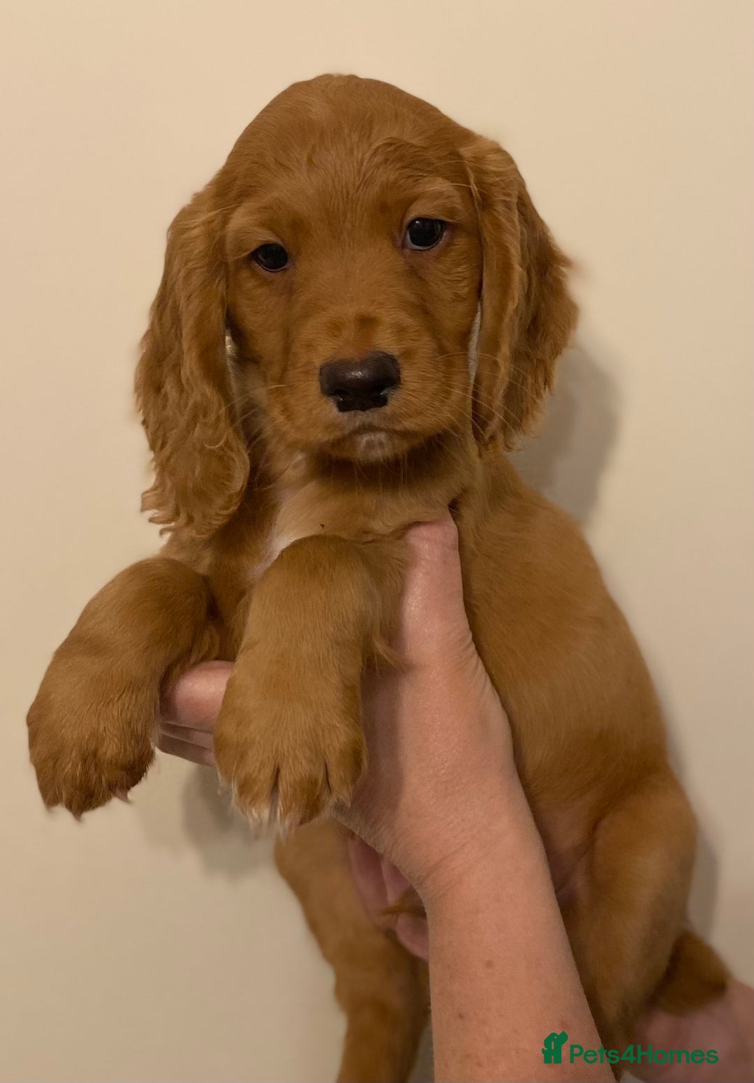 Cocker Spaniel dogs for sale: Beautiful KC Registered Working Cocker Spaniel Boy - Image 1