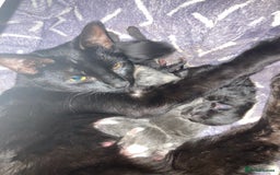 Mixed Breed cats for sale: Kittens for sale  - Image 15