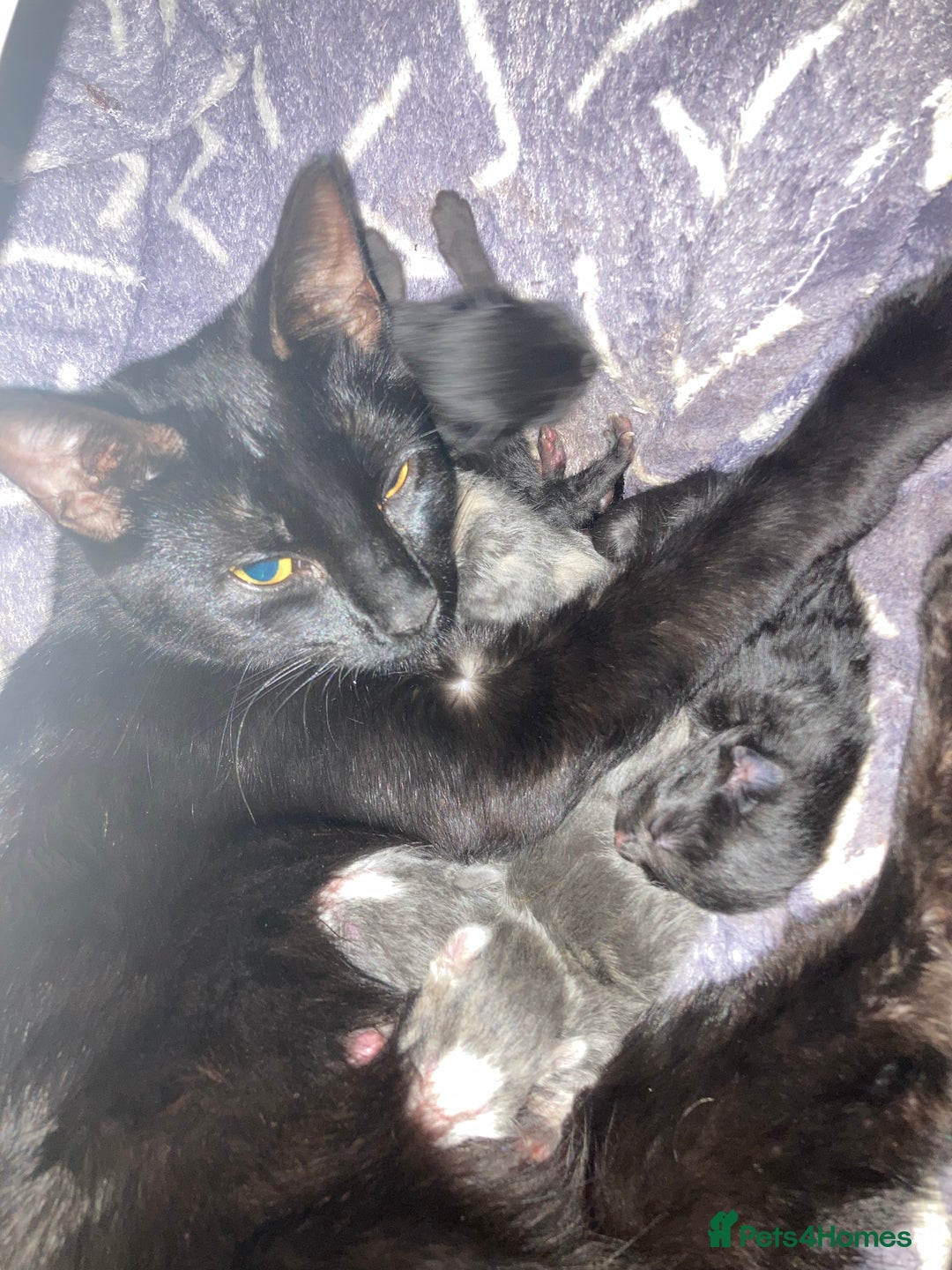 Mixed Breed cats for sale: Kittens for sale  - Image 15