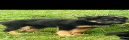 German Shepherd dogs for sale: German shepherd puppies  - Advert 6