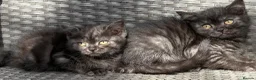 Scottish Fold cats for sale: Scottish fold X BSH - Advert 5