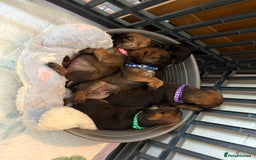 Border Terrier dogs for sale: KC Reg Slem clear Border Terrier Pups - Image 6