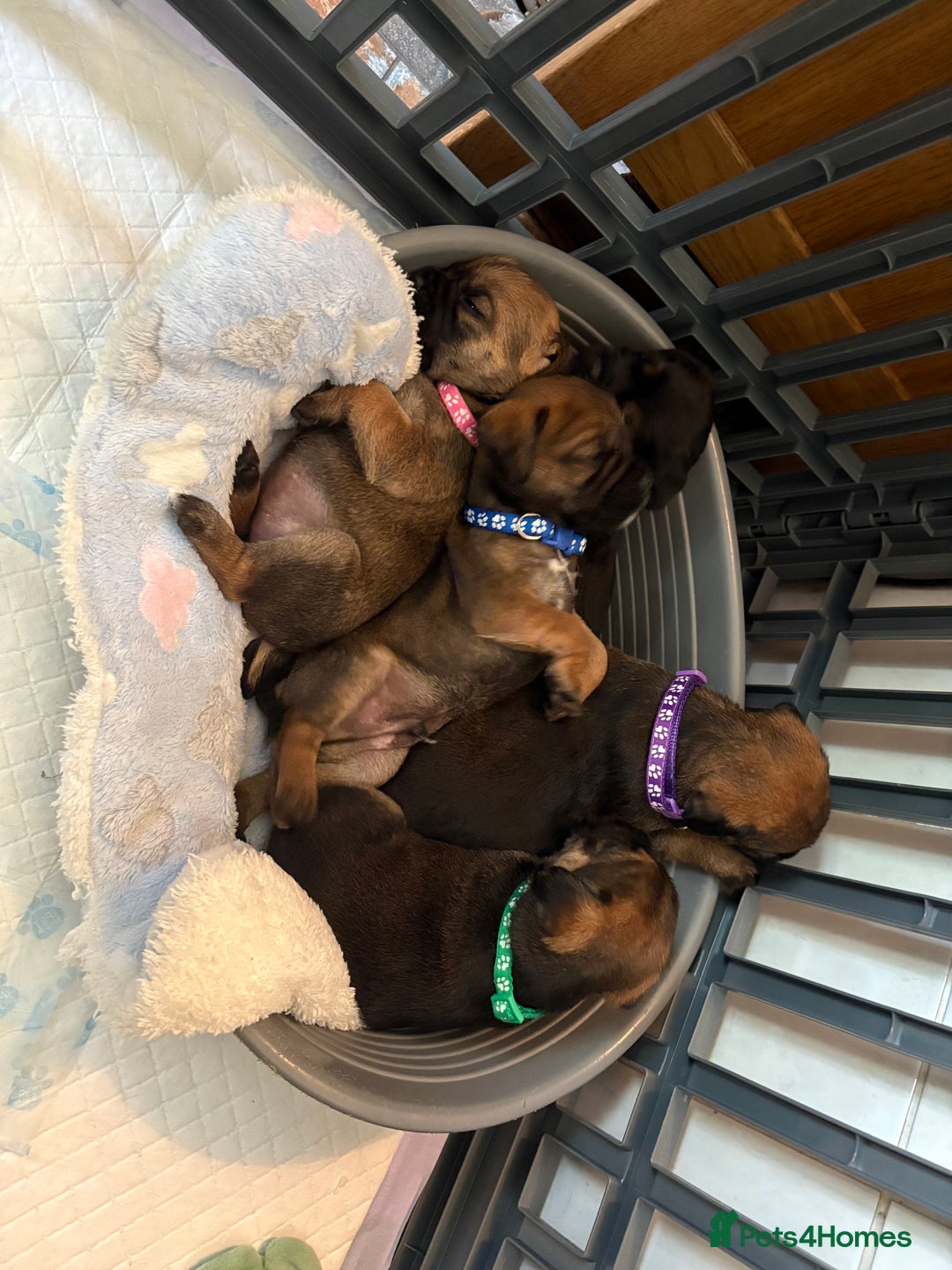Border Terrier dogs for sale: KC Reg Slem clear Border Terrier Pups - Image 6