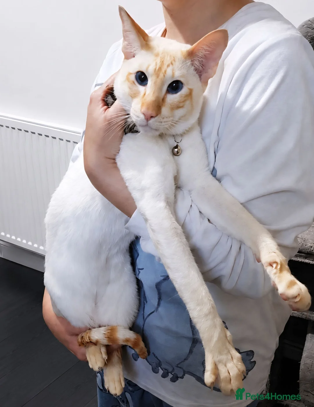 Siamese cats for sale: Flame Point Siamese  - Advert 1
