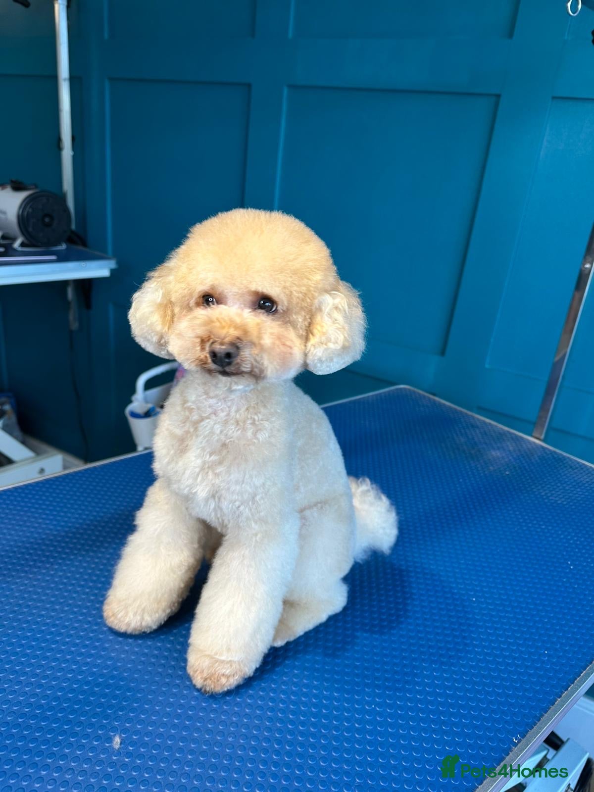 Toy Poodle dogs Kc reg stunning tiny toy poodle excellent sire  - Advert 1