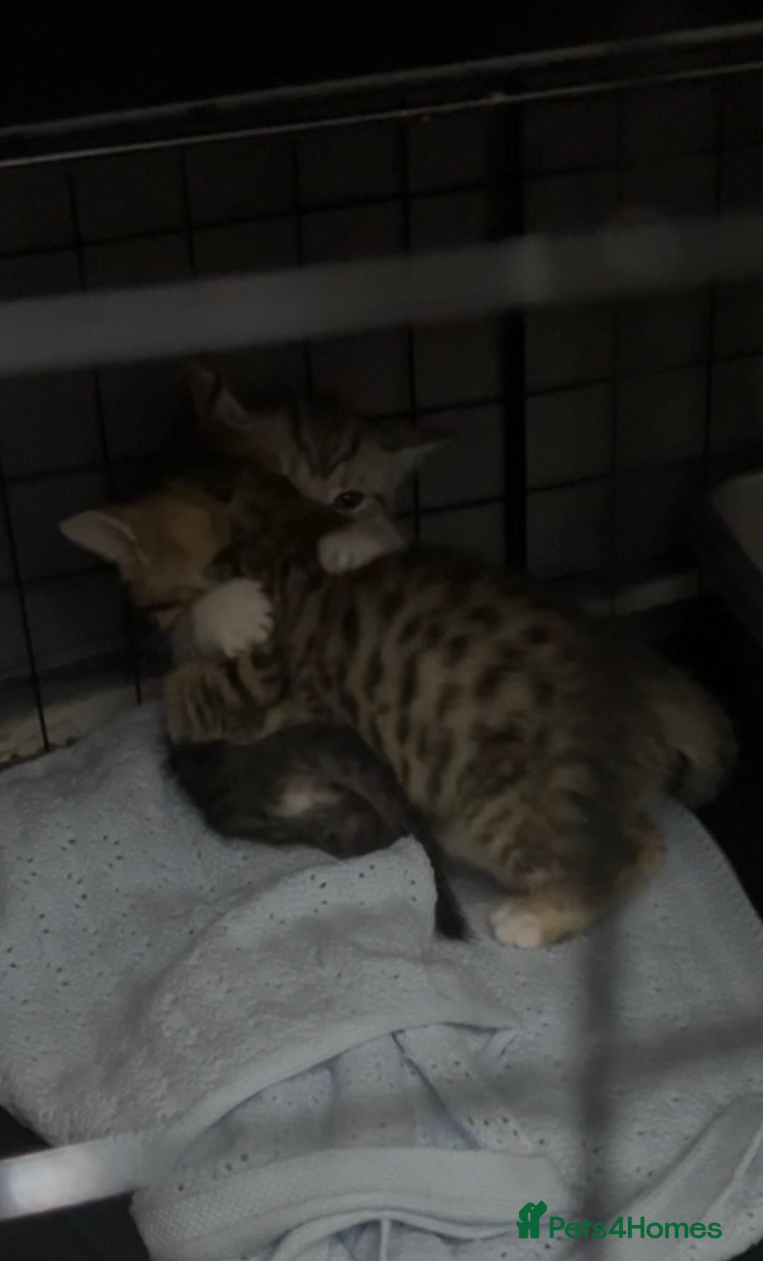 Mixed Breed cats for sale: Two adorable British Shorthair X Bengal Kittens - Image 6