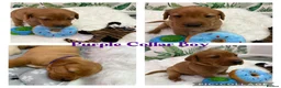 Labrador Retriever dogs for sale: Stunning Labrador Retriever Puppies  - Advert 33