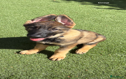 German Shepherd dogs for sale: Health Tested Puppy  - Image 2