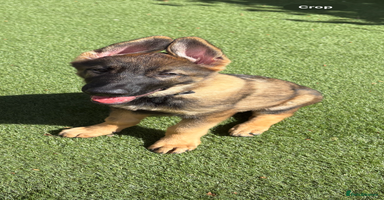 German Shepherd dogs - Advert 16