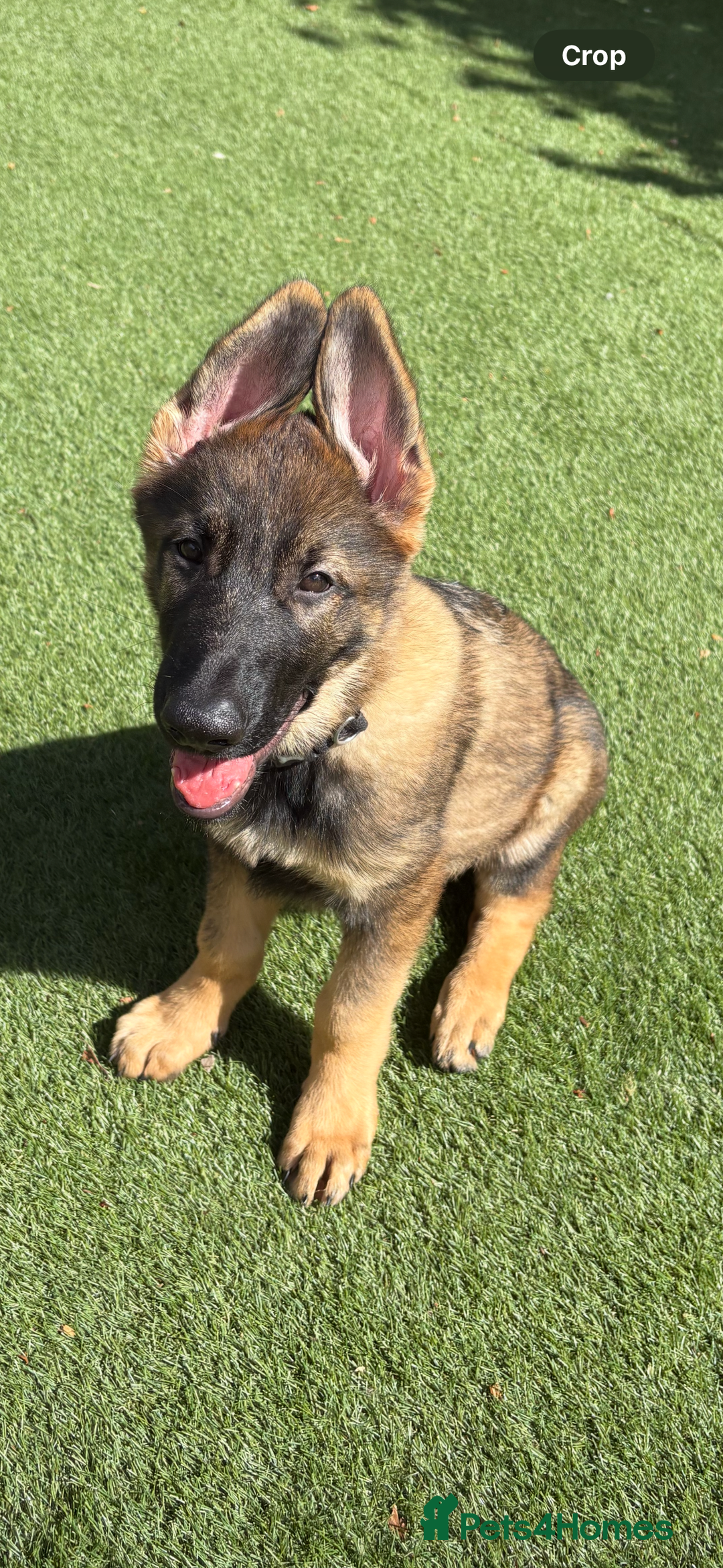 German Shepherd dogs for sale: Health Tested Puppy  - Image 2