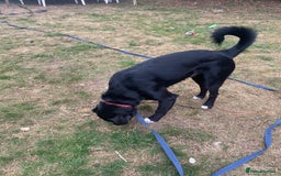 Mixed Breed dogs for adoption: Meet DIESEL - a Lovely Boy for a Loving Home - Image 7