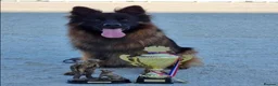 German Shepherd dogs for sale: Long haired German shepherd puppies  in Stoke-on-Trent - Advert 15