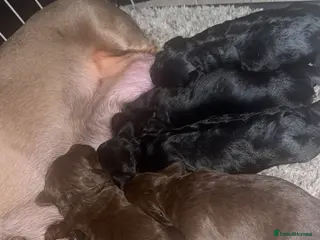 Mixed Breed dogs Doxiepoos puppies - Advert 12