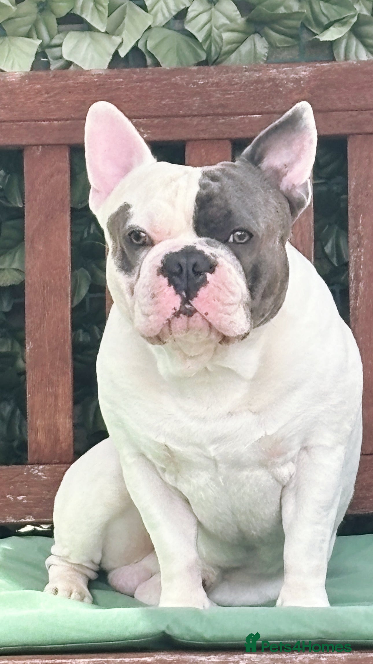 French Bulldog dogs For Stud -Bruno - Advert 19