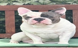 French Bulldog dogs for stud: For Stud -Bruno - Image 1