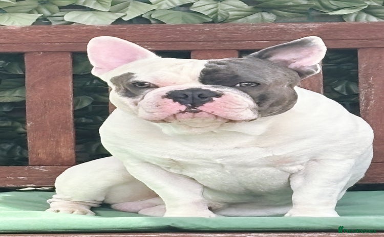 French Bulldog dogs - Advert 1
