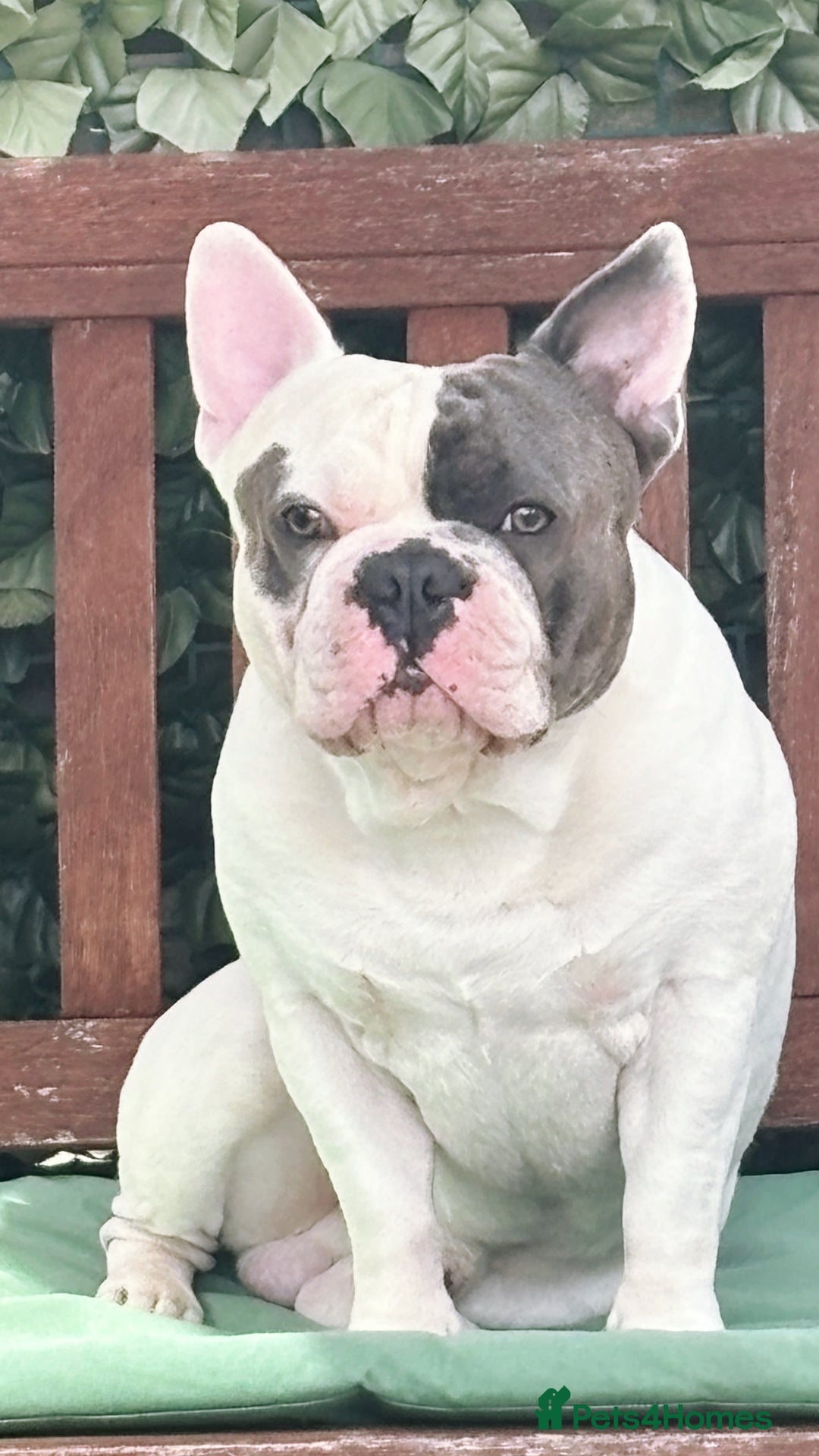 French Bulldog dogs for stud: For Stud -Bruno - Image 1