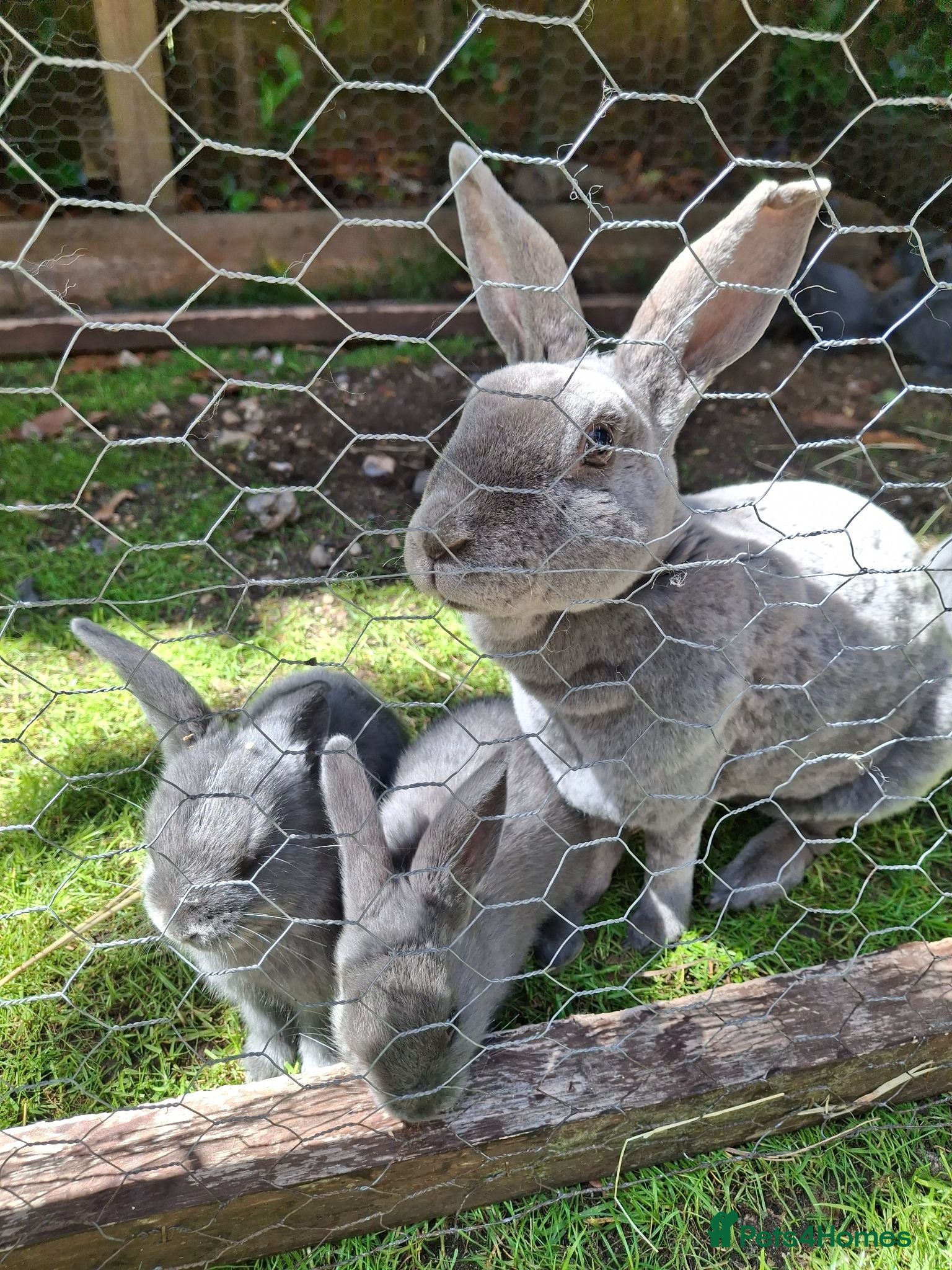Mixed Breed rabbits English lop x rex  - Advert 7