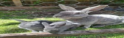 Mixed Breed rabbits for sale: English lop x rex  - Advert 1