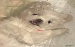 Shih Tzu dogs for sale: Lavender White Imperial Shih Tzu Puppies - Image 25