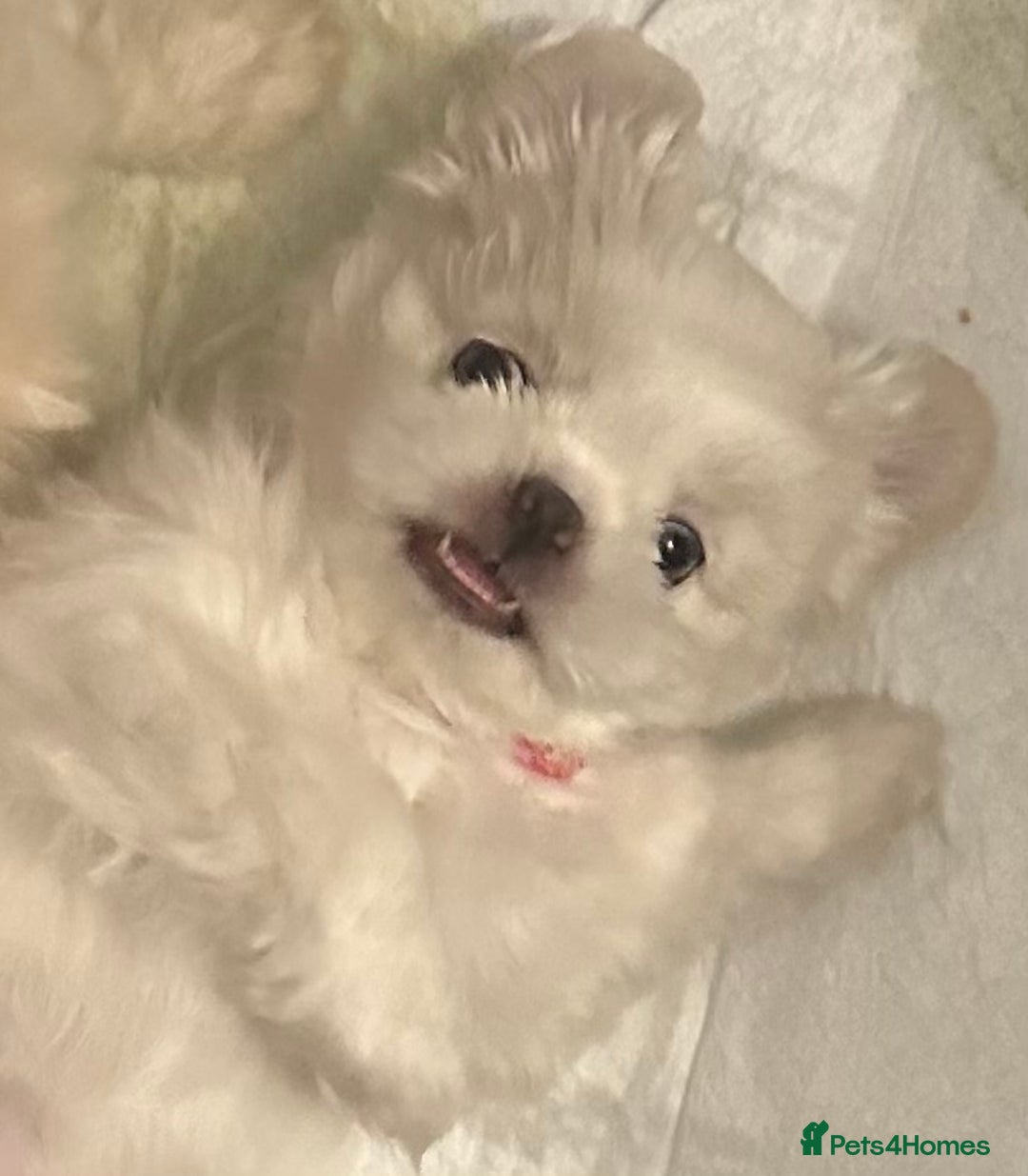 Shih Tzu dogs for sale: Lavender White Imperial Shih Tzu Puppies - Image 25