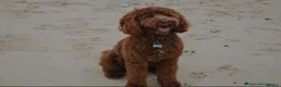 Cockapoo dogs for sale: Beautiful Multigenerational Cockapoo Puppies - Advert 14