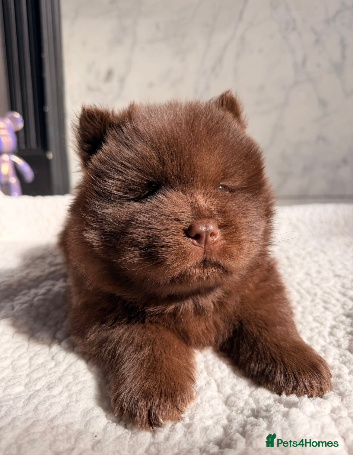 Chow Chow dogs for sale: Chocolate Baby Chow Chow  - Advert 2