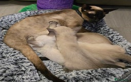 Siamese cats for sale: Pure blue eyed siamese kittens - Image 4