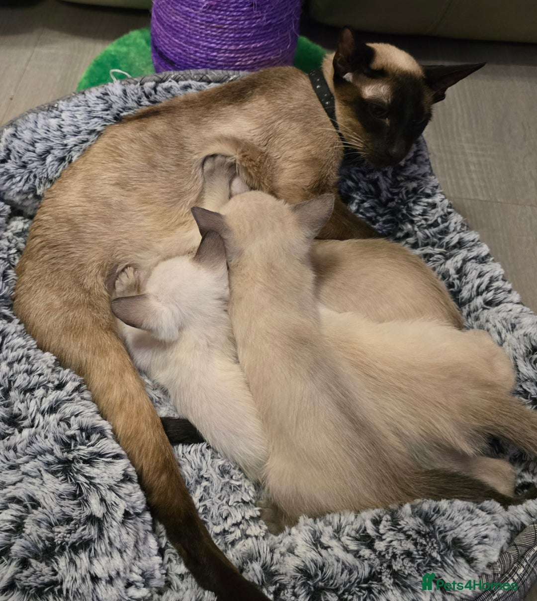 Siamese cats for sale: Pure blue eyed siamese kittens - Image 4