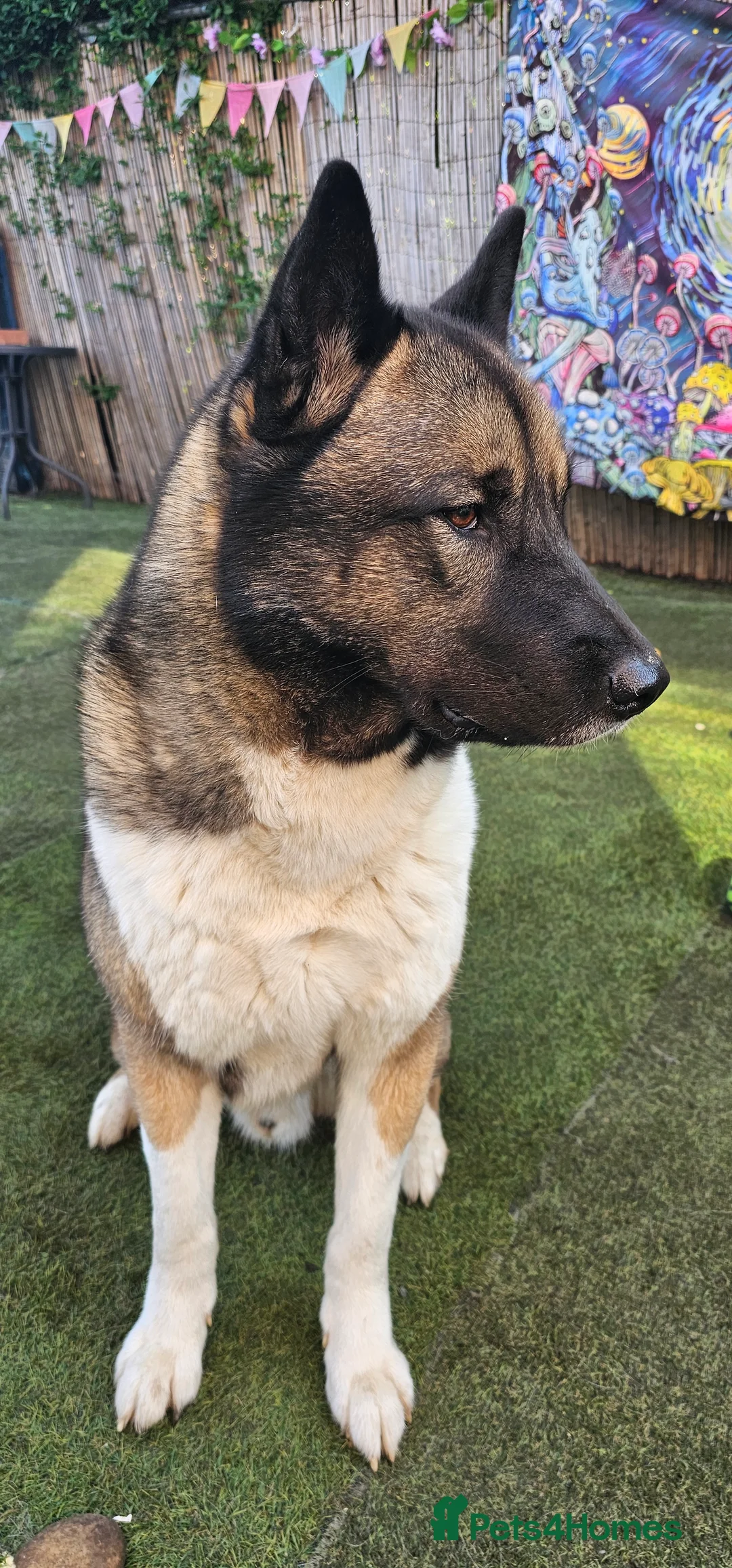 Huskita dogs for sale: Evan Almighty! Handsome Huskita. - Advert 1