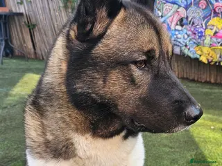 Huskita dogs Evan Almighty! Handsome Huskita. - Advert 1