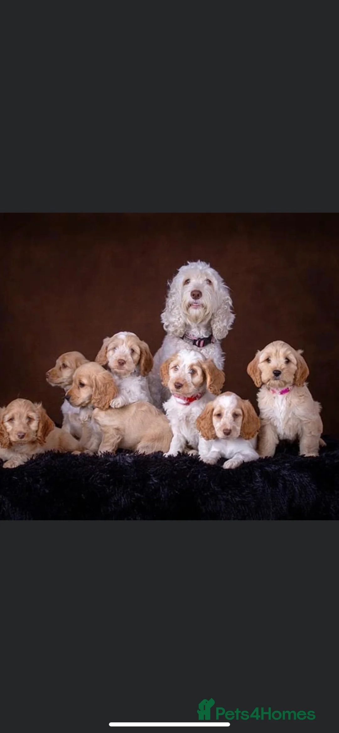 Cocker Spaniel dogs for stud: Stunning Show Cocker Spaniel in Doncaster - Advert 7