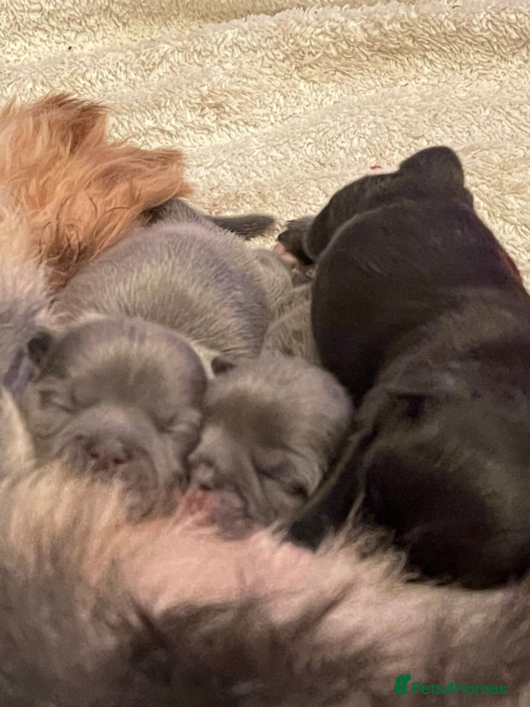 Shih Tzu dogs for sale: imperial karishishi shih tzu - Advert 21